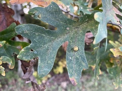 Acraspis pezomachoides