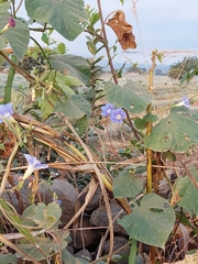 Ipomoea parasitica