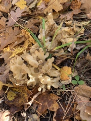 Sebacina sparassoidea