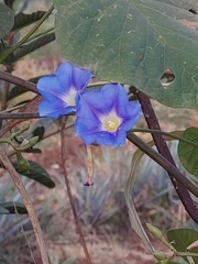 Ipomoea parasitica