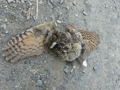 Phalaenoptilus nuttallii