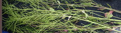 Hesperis matronalis