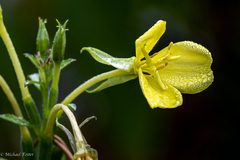 Oenothera elata