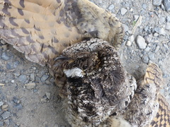 Phalaenoptilus nuttallii