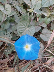 Ipomoea tricolor