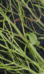 Hesperis matronalis