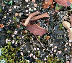 Peltigera polydactylon