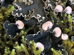 Peltigera polydactylon