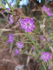 Mirabilis viscosa