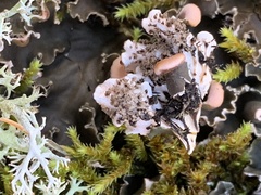Peltigera polydactylon