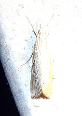 Eoreuma densellus