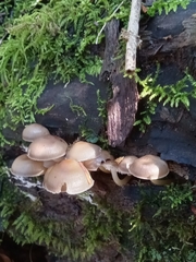 Mycena maculata