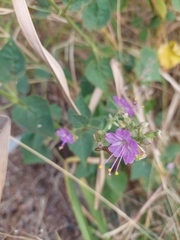 Mirabilis viscosa