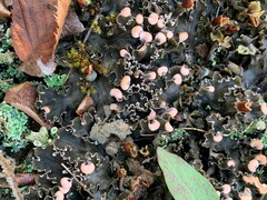 Peltigera polydactylon