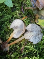 Mycena maculata