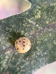 Acraspis pezomachoides