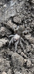 Aphonopelma anax