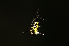 Micrathena raimondi