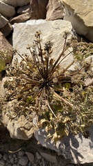 Angelica roseana