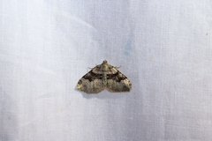 Xanthorhoe lacustrata