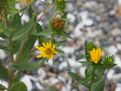 Grindelia integrifolia