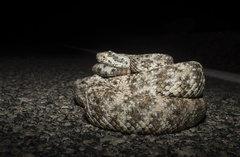 Crotalus pyrrhus