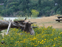 Grindelia integrifolia