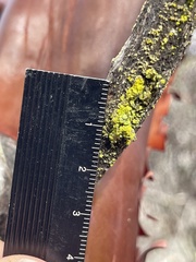 Chrysothrix granulosa