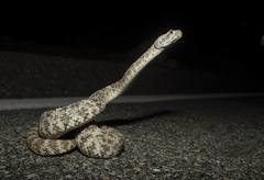 Crotalus pyrrhus