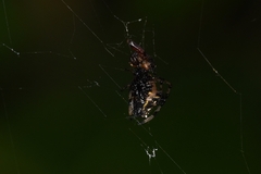 Micrathena raimondi