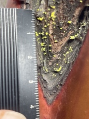 Chrysothrix granulosa