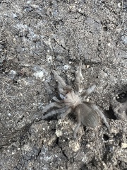 Aphonopelma anax