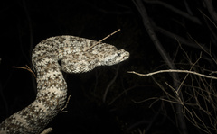 Crotalus pyrrhus
