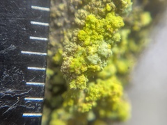 Chrysothrix granulosa