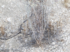 Eriogonum plumatella