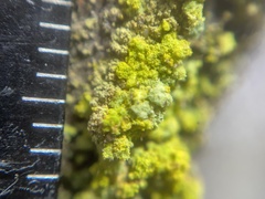 Chrysothrix granulosa