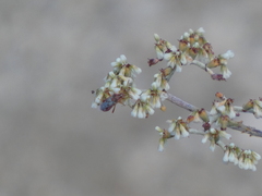 Eriogonum plumatella