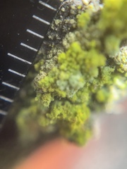 Chrysothrix granulosa