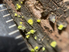 Chrysothrix granulosa