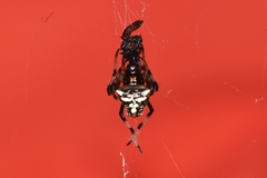 Verrucosa