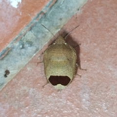 Pachycorinae