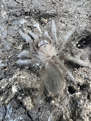 Aphonopelma anax