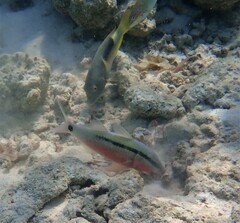 Parupeneus barberinus