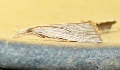 Eoreuma densellus