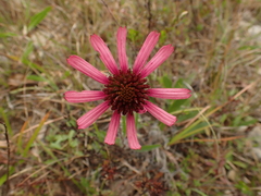 Echinacea tennesseensis