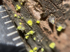 Chrysothrix granulosa