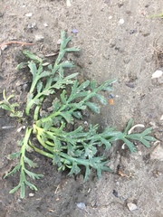 Lepidium coronopus