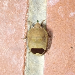 Pachycorinae