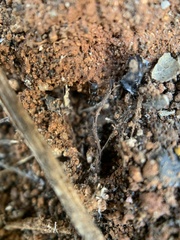 Tetramorium immigrans