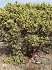 Arctostaphylos montereyensis